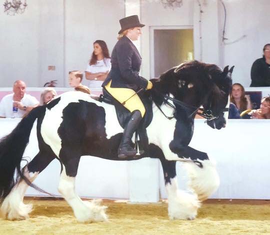 Hermits Ace Of Spades (Patch Of Hermits x Hermits Rocky) - 13.2hh Gypsy Vanner Stallion